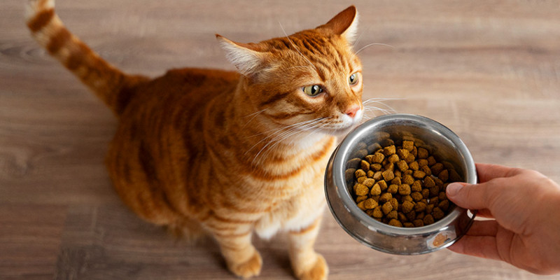 Mi gato vomita el pienso entero: causas, tratamiento y cuándo preocuparse